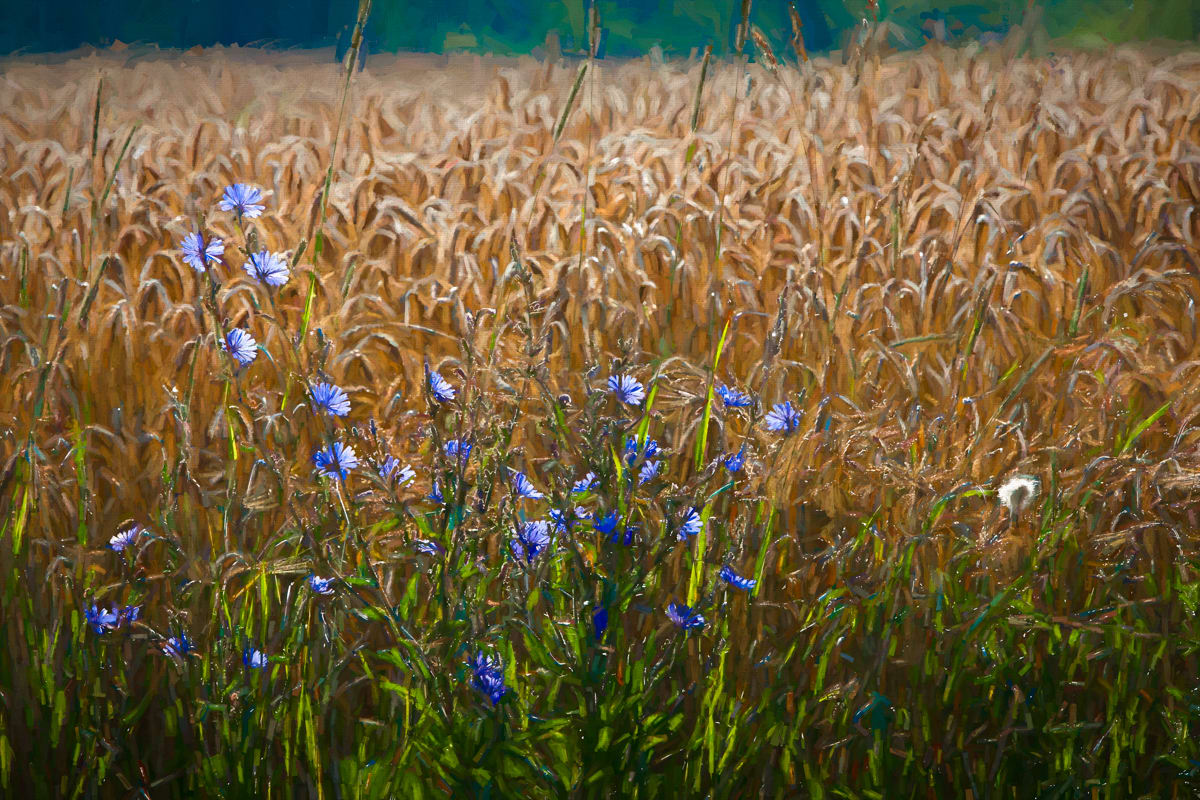 Chicory, Roadside 