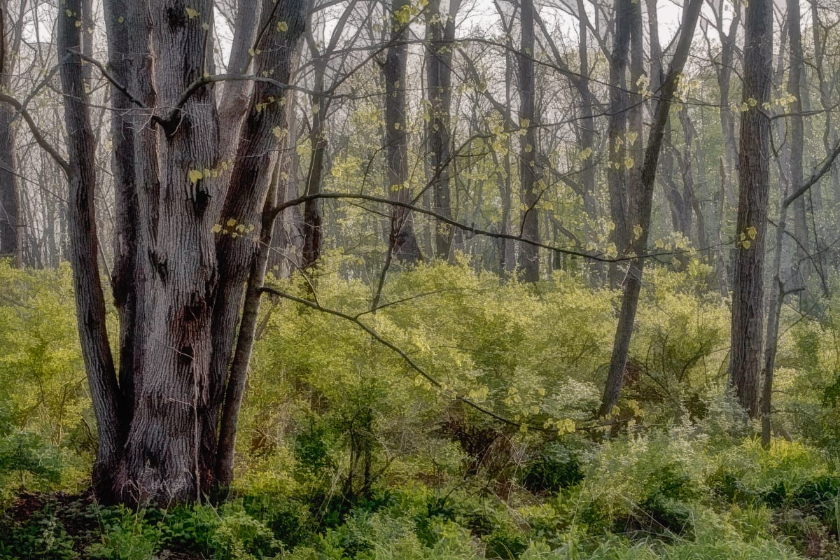 Spring Woods by George Cannon 