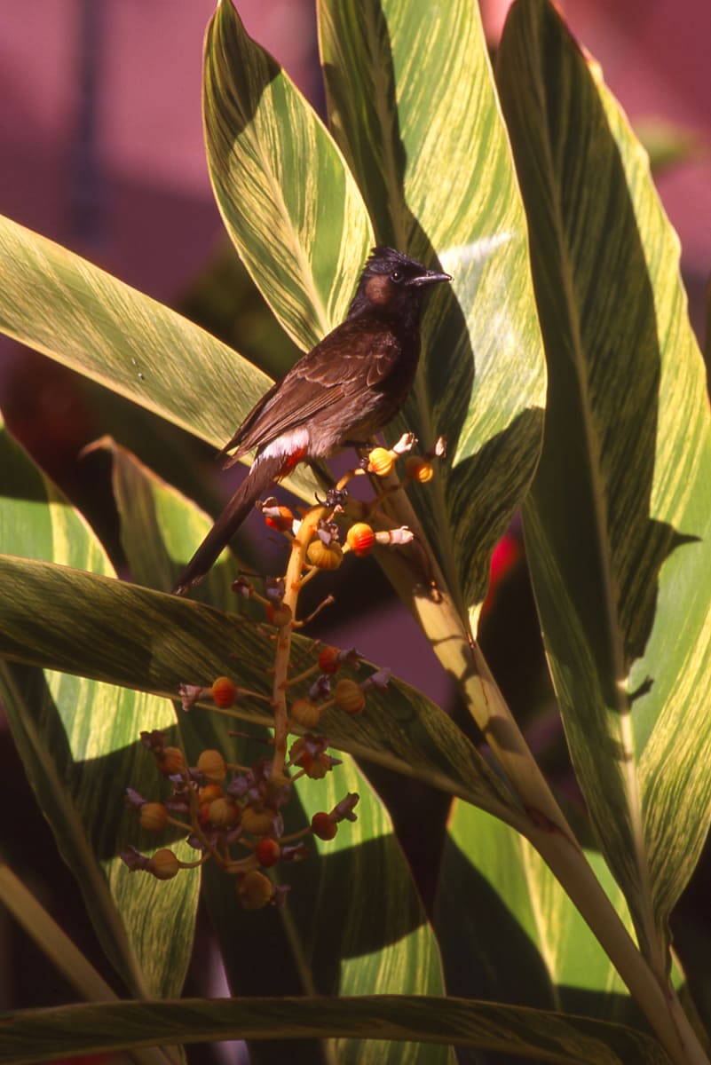 Red Vented Bulbul, Honolulu, HI 