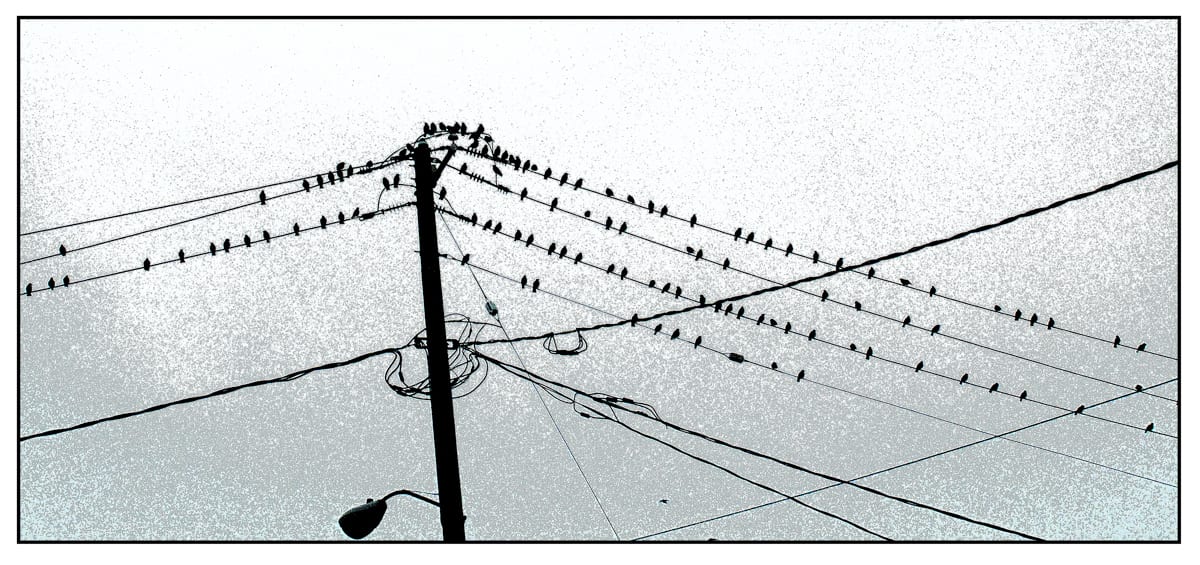 Birds and Wires, Ithaca, NY 