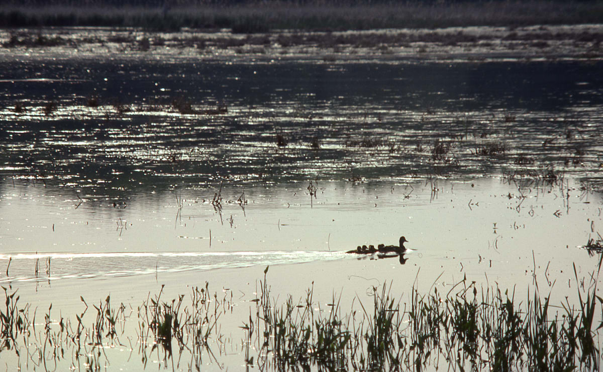 Duck Family, Great Meadows 
