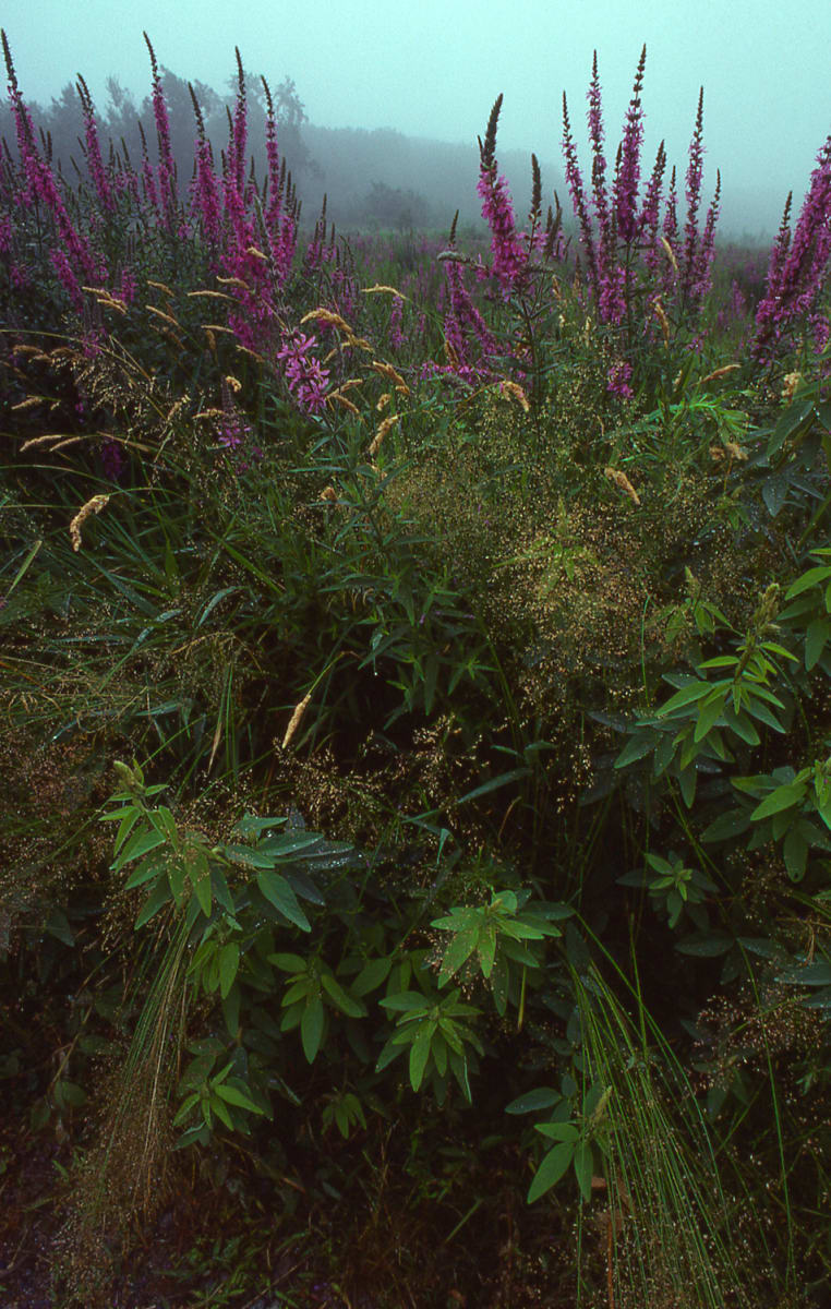 Loose Strife, Great Meadows 