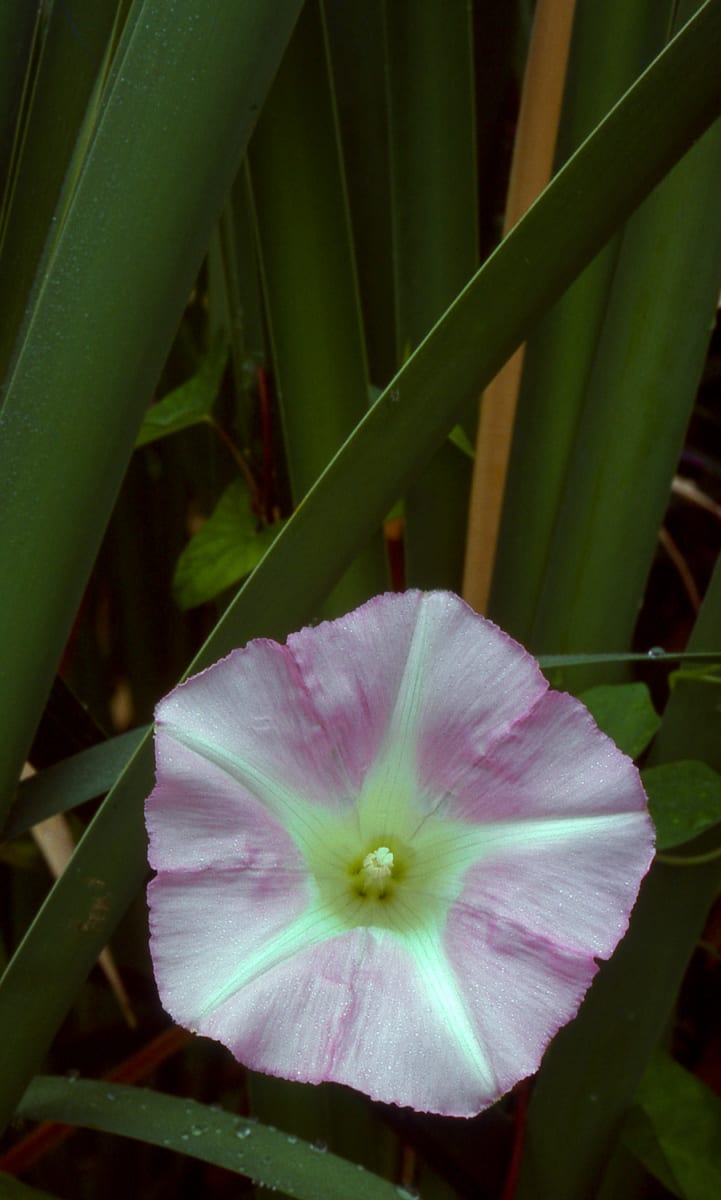 Morning Glory, Great Meadows 