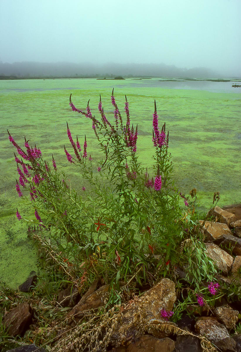 Loose Strife and Marsh 