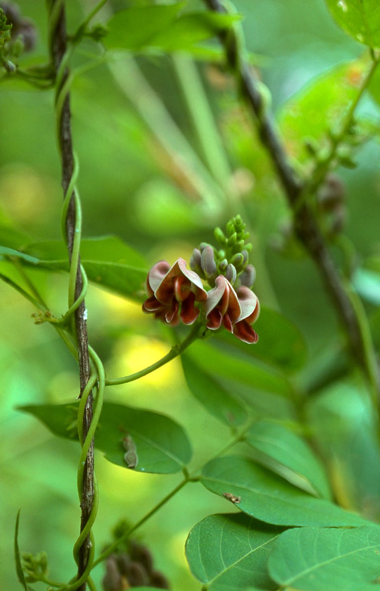 Pea Vine Blossoms 