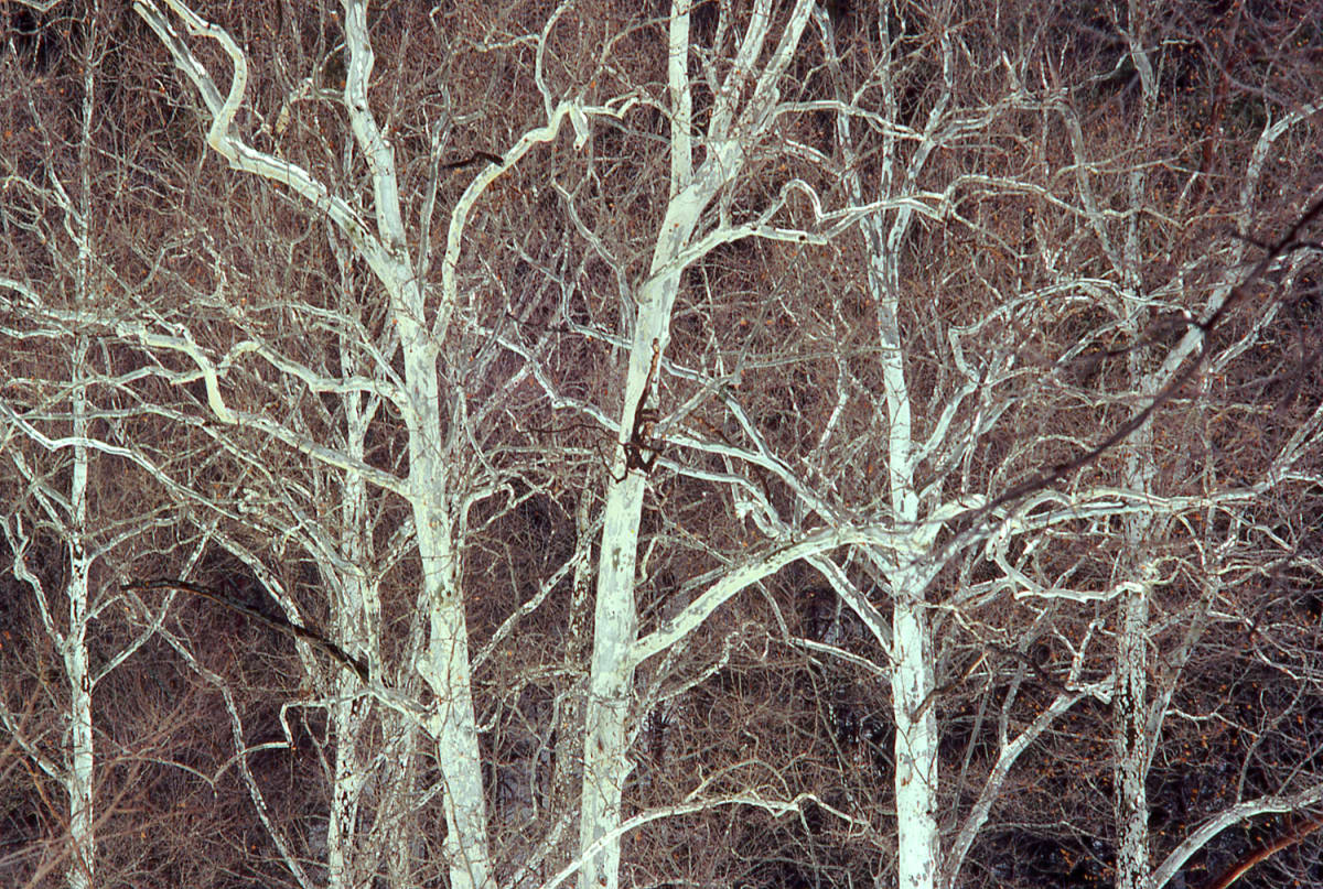 Sycamore Trees, Treman Park, Ithaca, NY 