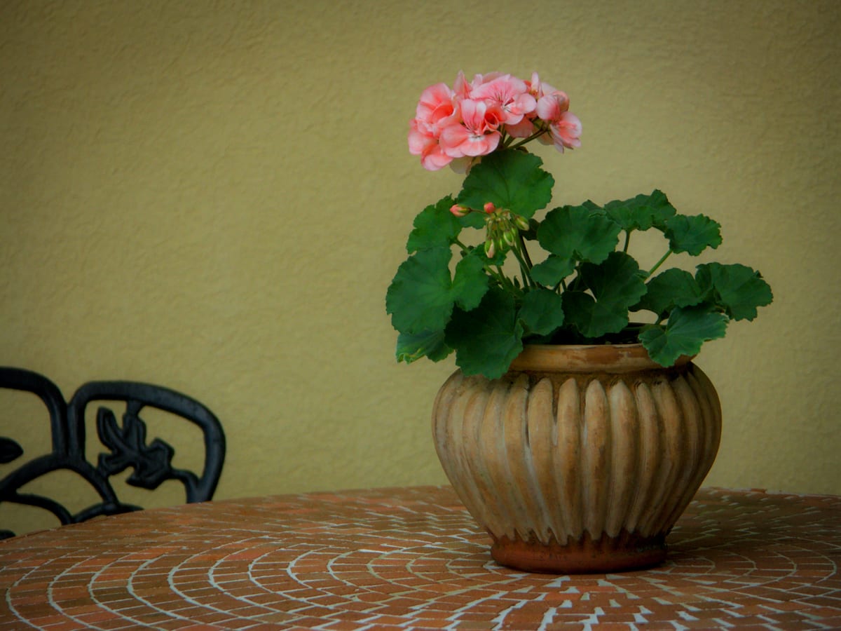 Geranium 