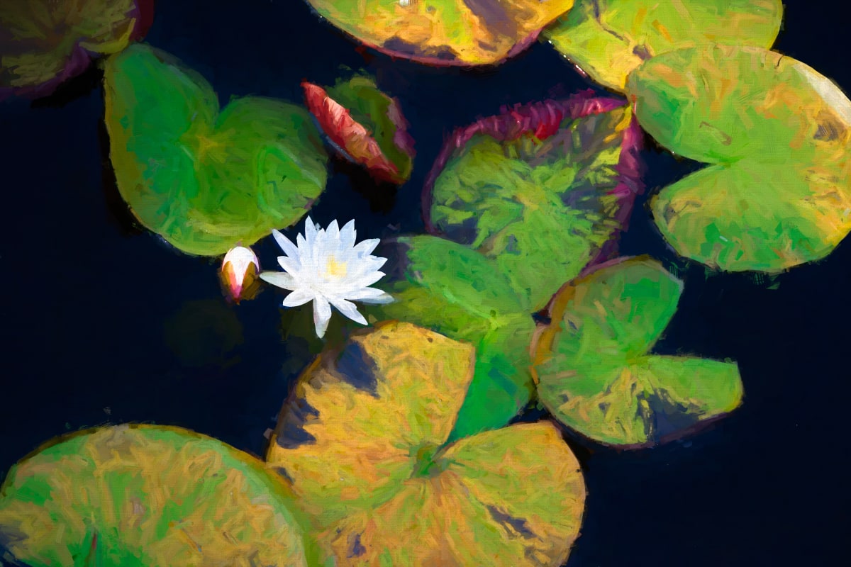 Water Lily by George Cannon 