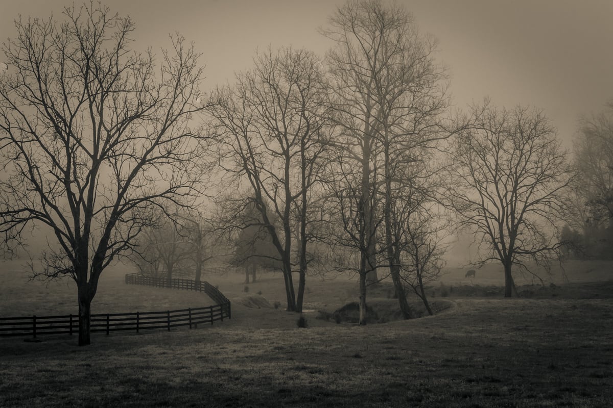 Spring Morning, Virginia 