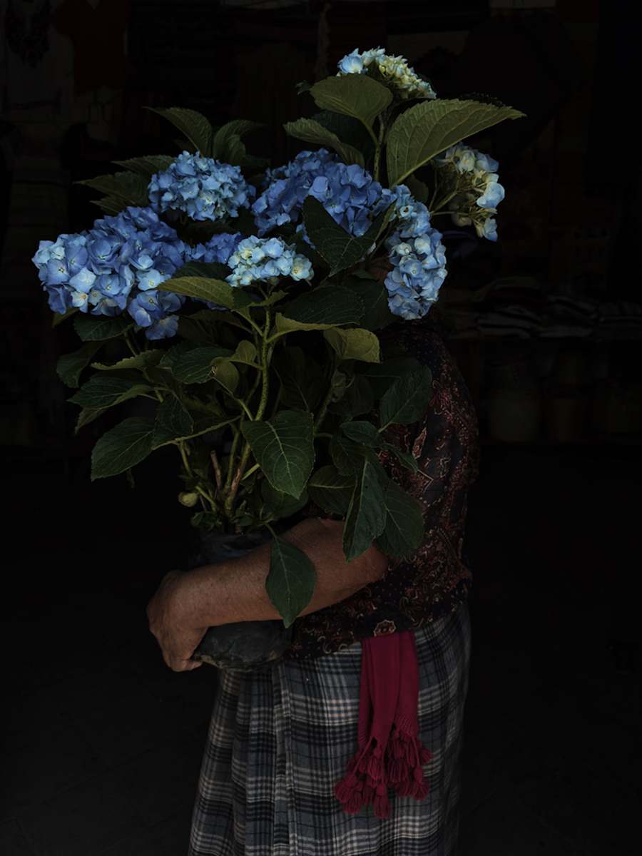 Hortensias e Isabel by Luvia Lazo, Image 1.