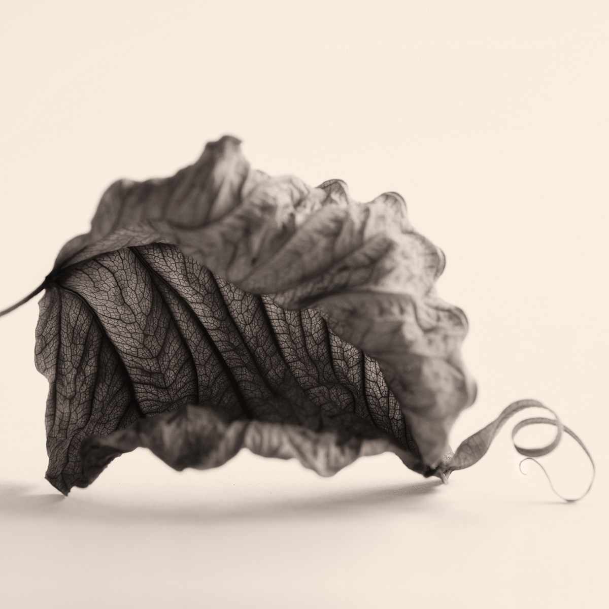 Intimate Meditation  16 by Carlos Ocando, Image 1.