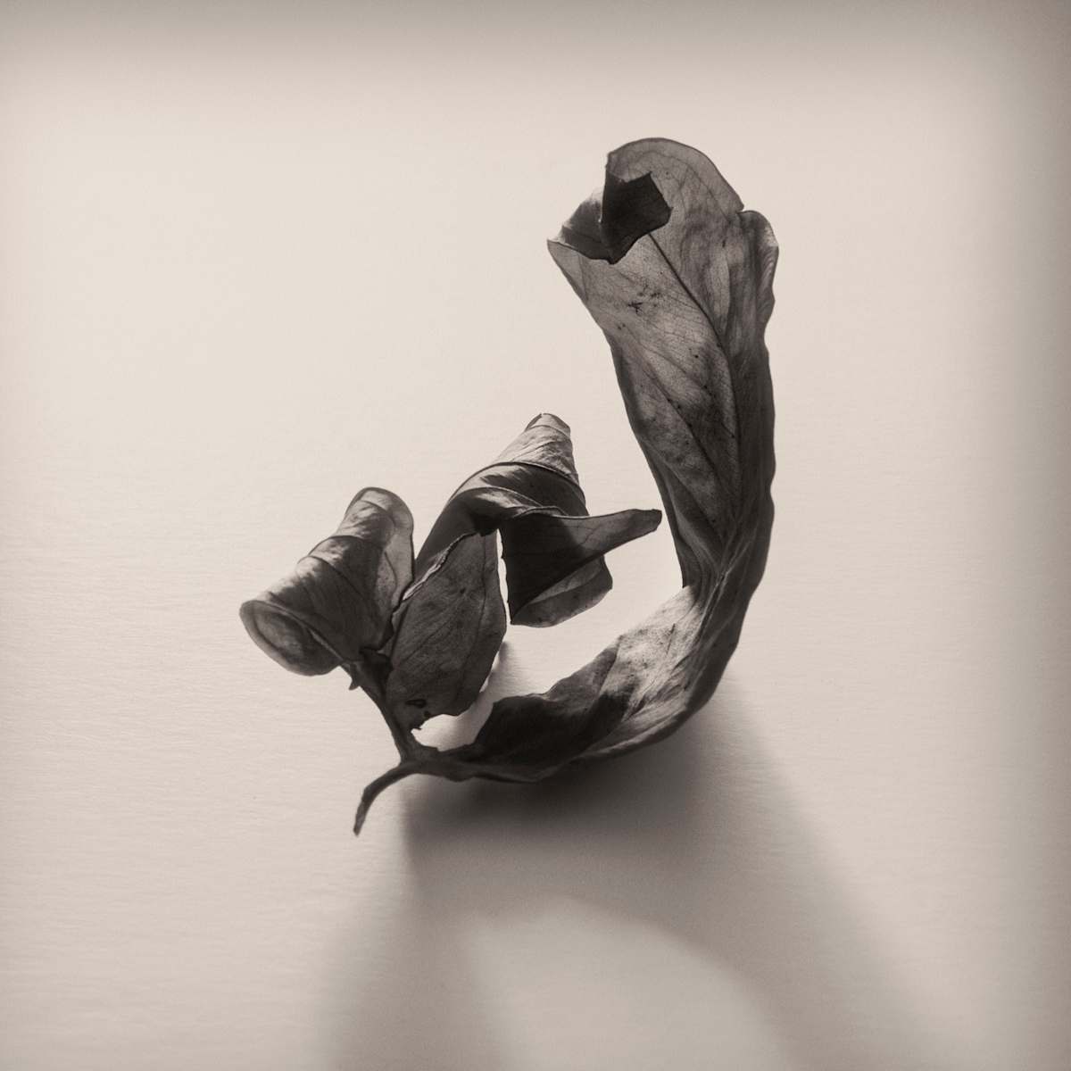 Intimate Meditation  1 by Carlos Ocando, Image 1.