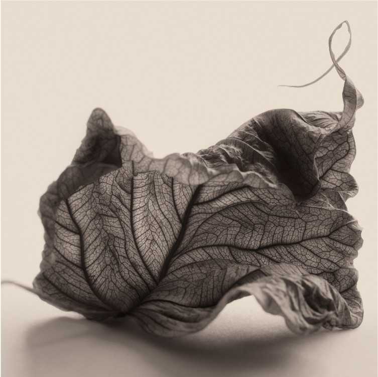 Intimate Meditation 18 by Carlos Ocando, Image 1.