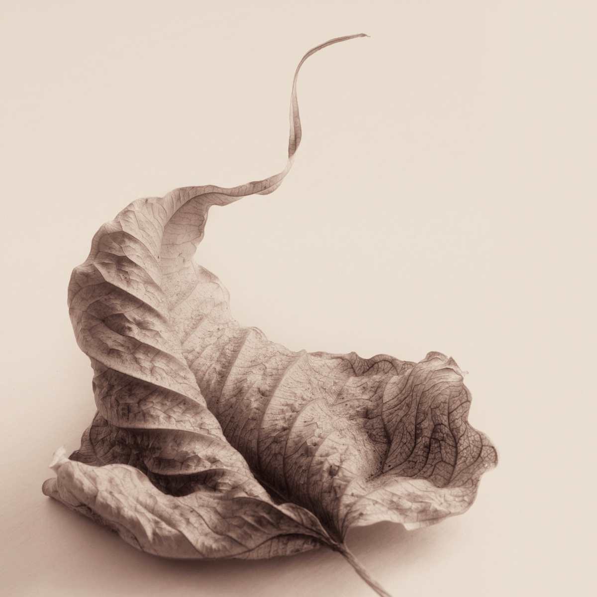 Intimate Meditation  15 by Carlos Ocando, Image 1.