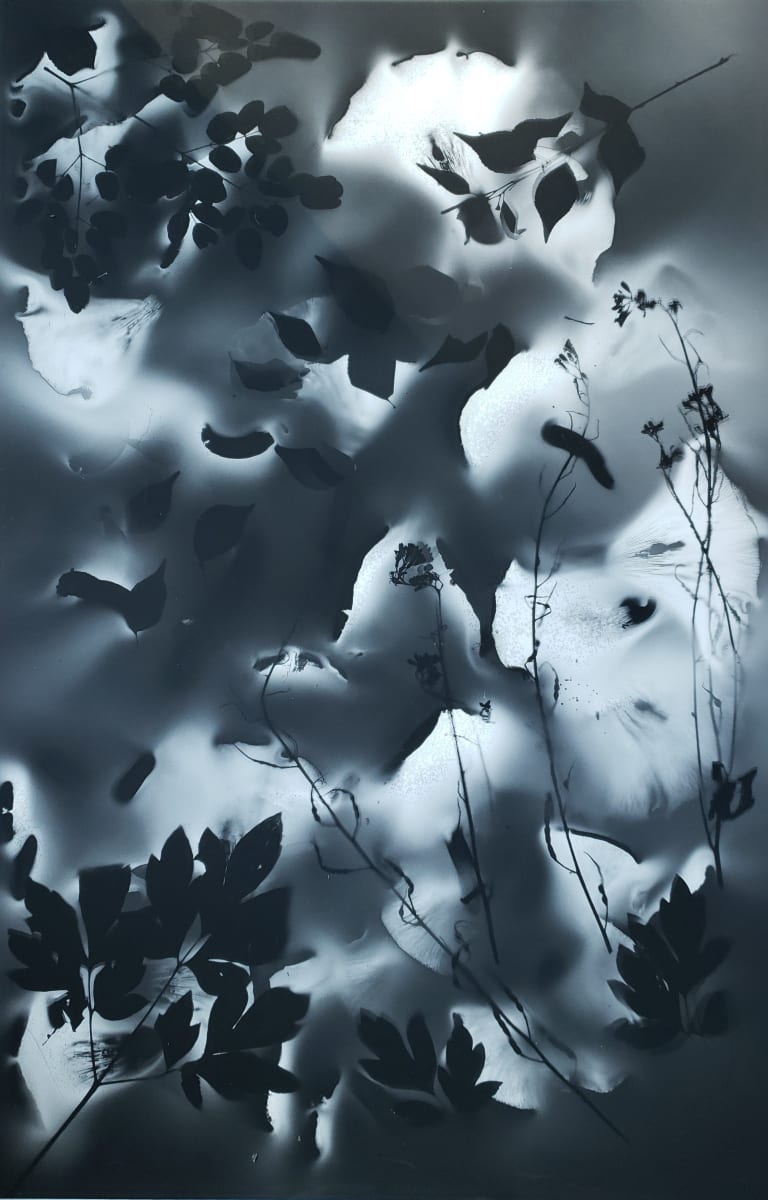 A Liberal Herbarium by Madge Evers  Image: Made with bioluminescent spores of Jack O’ Lantern mushrooms and printed on black pastel paper; depicts bittersweet, rue, bleeding heart, and wild mustard. 