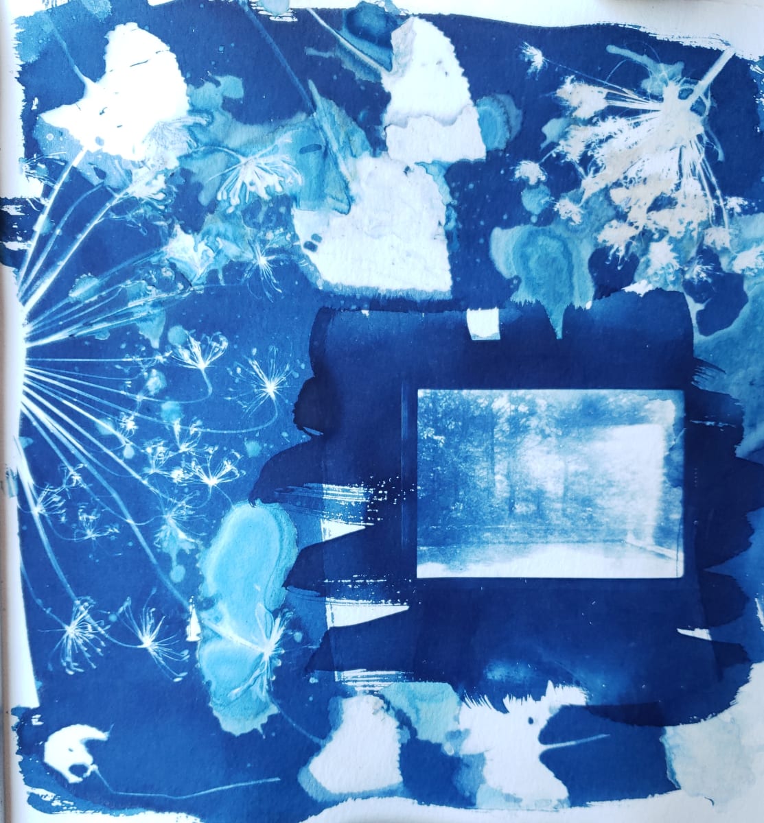 Blue Garden  Image: 9 x 9 cyanotype made with vintage negative of my grandparent's garden and Queen Anne's Lace botanicals