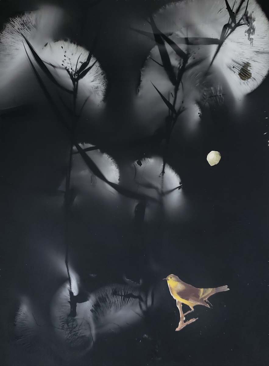 Lost Warbler by Madge Evers 