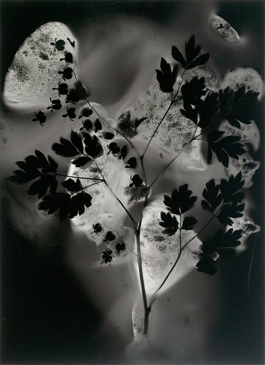 A Soft Spot - Lamprocapnos spectabilis  Image: A Soft Spot depicts Bleeding Heart/Lamprocapnos spectabilis with Dryad’s Saddle/Polyporous squamosus and oyster mushrooms. Bleeding Hearts are one of the first flowers of spring; their emergence often coincides with that of the fungi Dryad’s Saddle.  Part of the New Herbarium series, my interpretation of the practice of preserving and presenting plants. Inspiration for this series came from Emily Dickinson’s Herbarium.