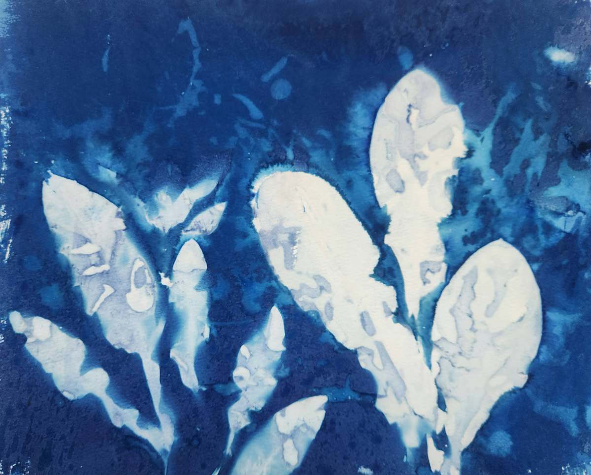 Calendula in Winter by Madge Evers, Image 3.