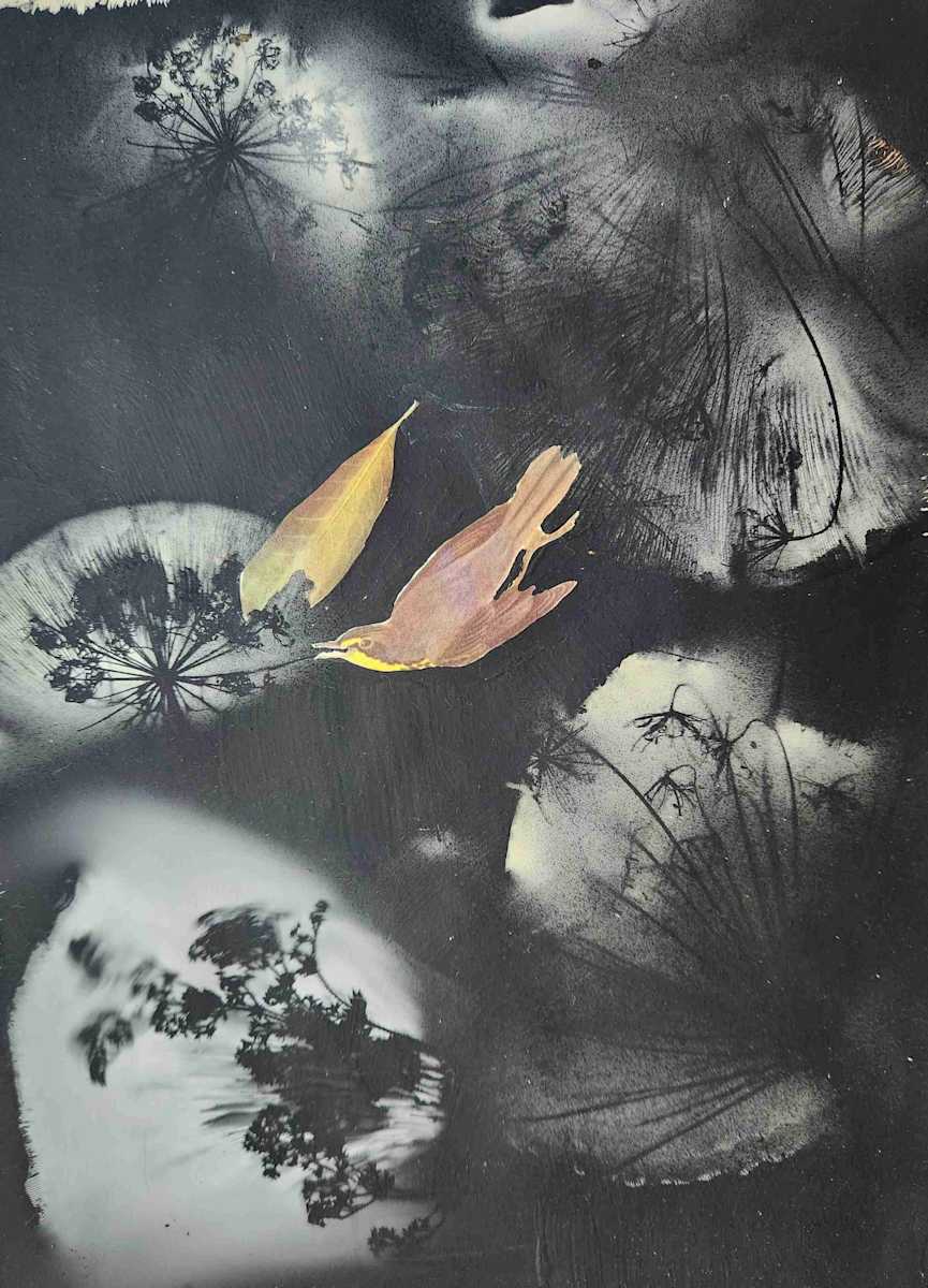 Canada Warbler by Madge Evers 