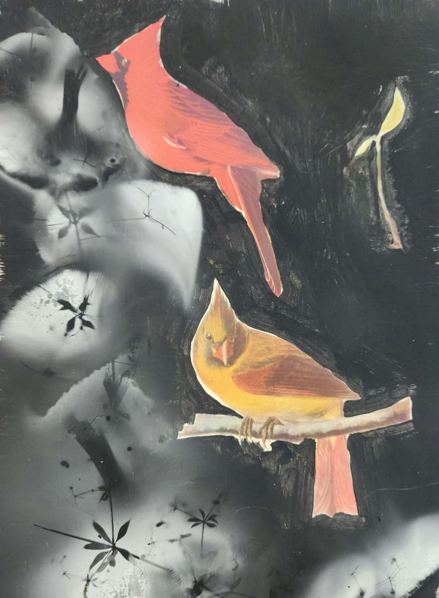 Cardinal by Madge Evers 