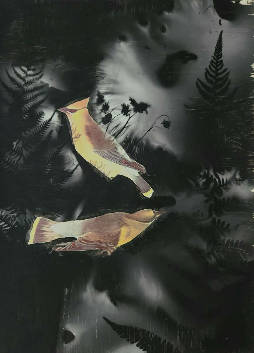 Cedar Waxwing by Madge Evers, Image 2.