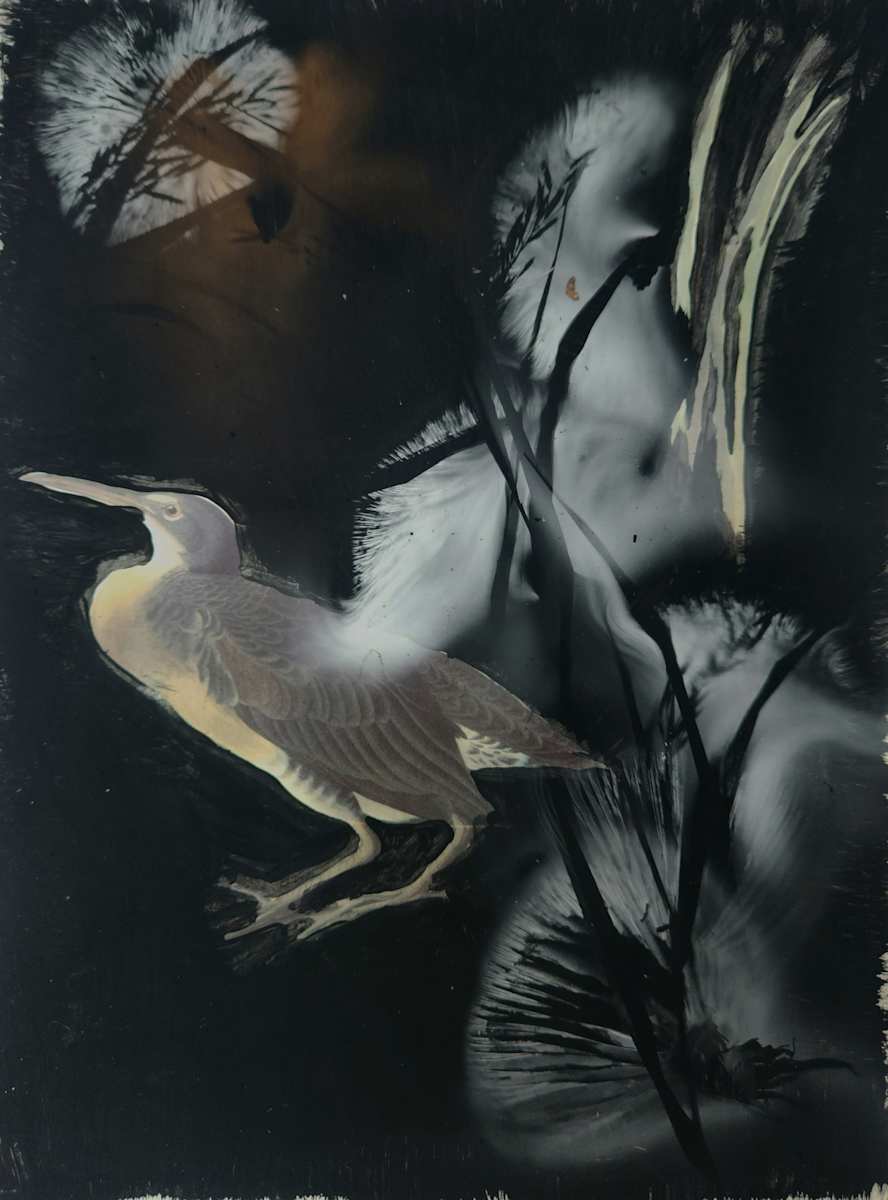 Clapper Rail by Madge Evers 