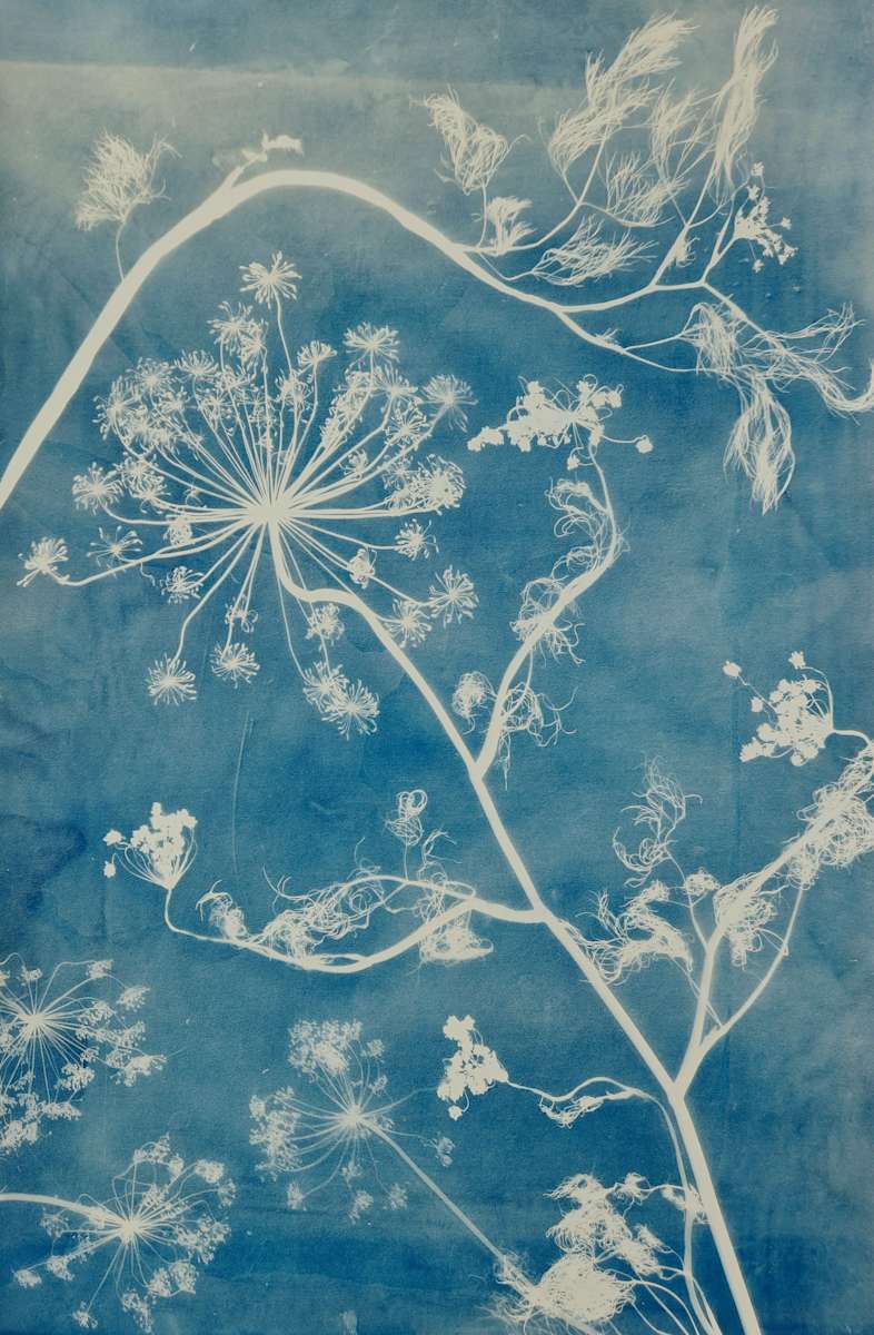 Dutch House by Madge Evers  Image: Dill/Anethum flowers in bloom, August 2024. 