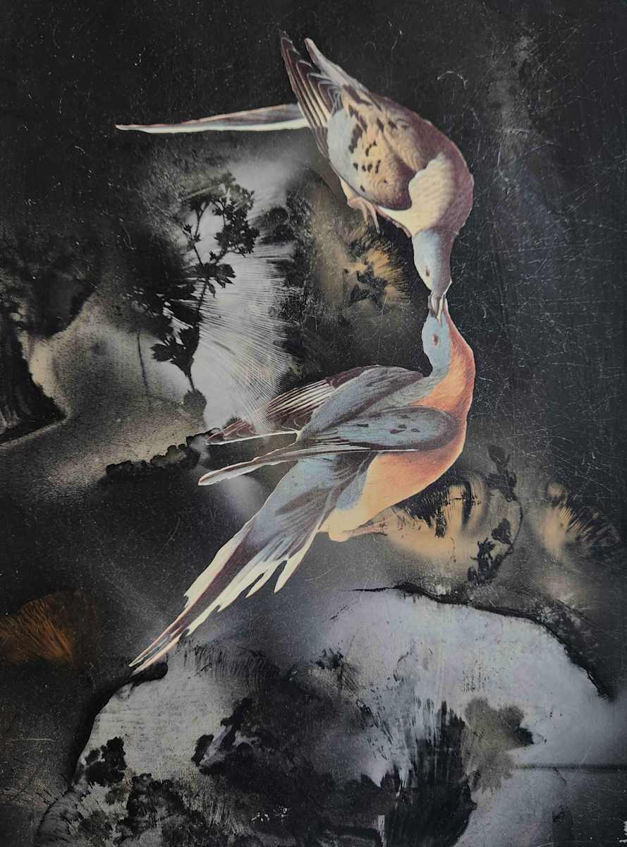 Passenger Pigeon - So Long by Madge Evers 