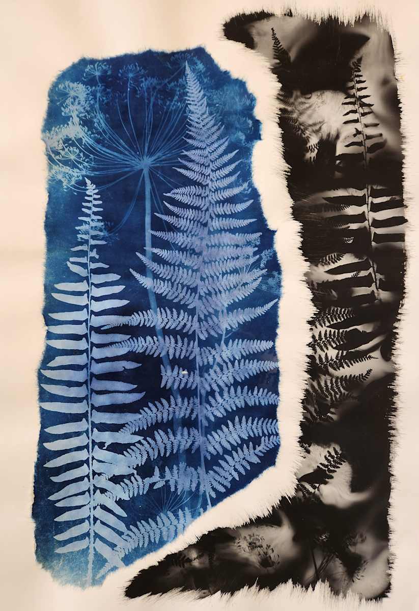 Anethum + Fern by Madge Evers  Image: Cyanotype on washi mounted on Bristol board + spore print on Bristol board