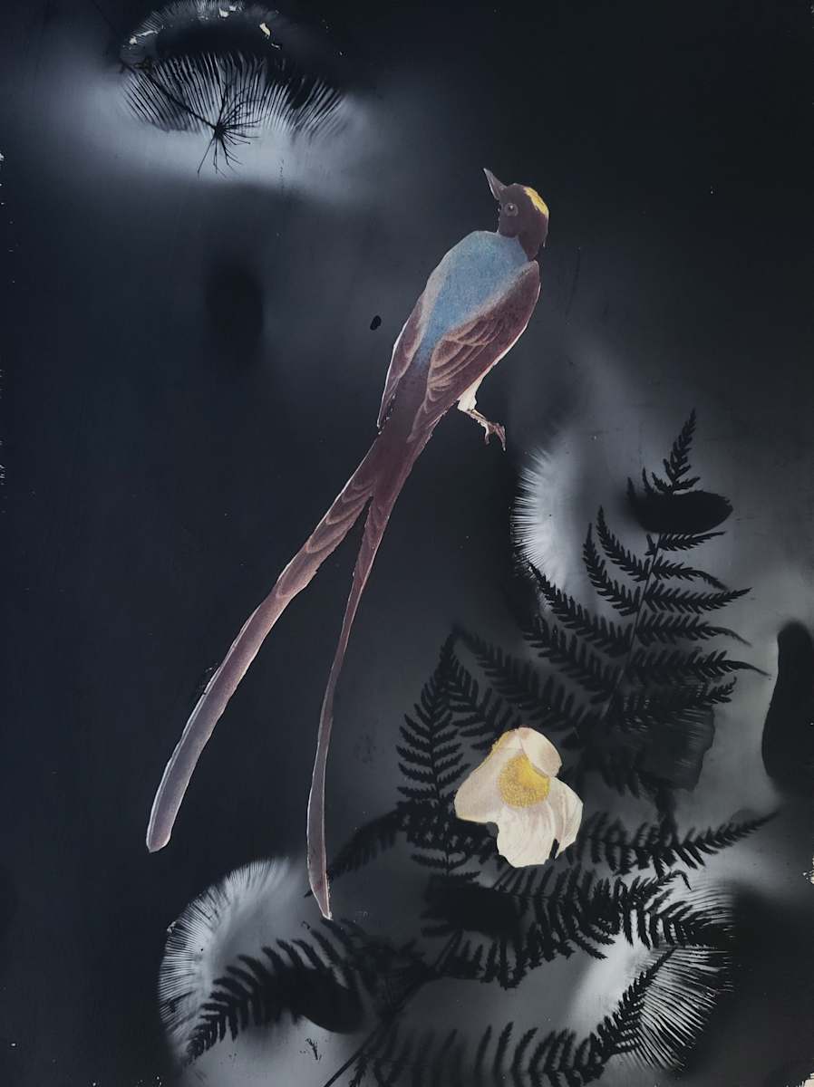 Fork Tailed Flycatcher by Madge Evers 