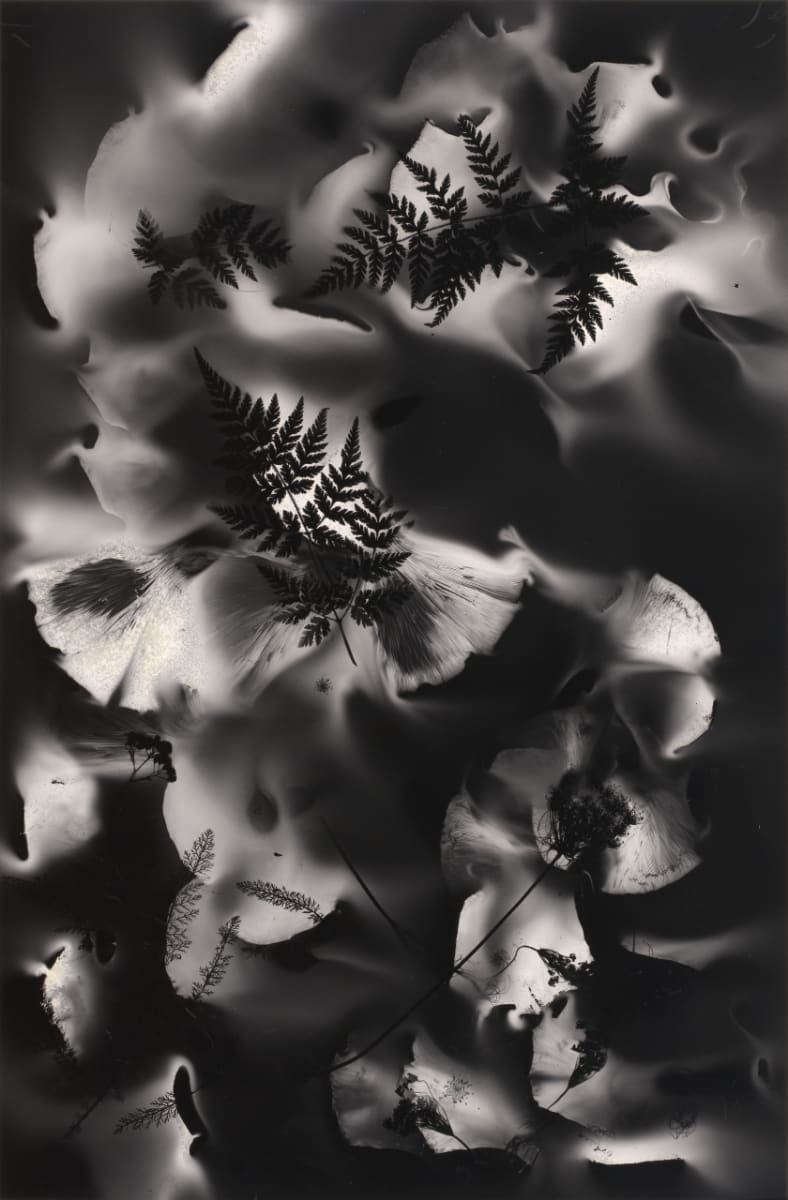 Luminous Herbarium  Image: Made with the bioluminescent spores of Jack O’ Lantern mushrooms; depicts chervil, echinacea, and yarrow. Part of the New Herbarium series, my interpretation of the practice of preserving and presenting plants. Inspiration for this series came from Emily Dickinson’s Herbarium.
Printed on 13 x 19 inch museum grade archival cotton with four deckled edges. Image size is 11 x 15 inches. Each print is signed and numbered; 25 total prints per edition. Please allow 1-3 weeks for shipping and printing.