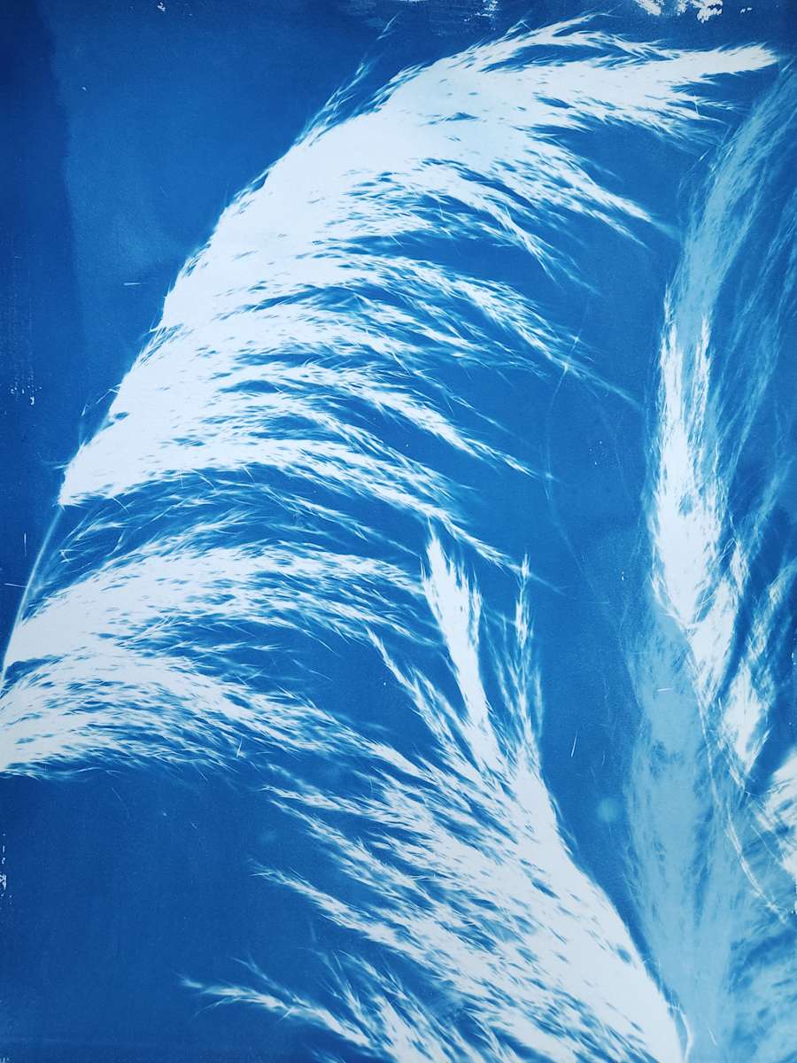 Skellig Grass, left by Madge Evers 