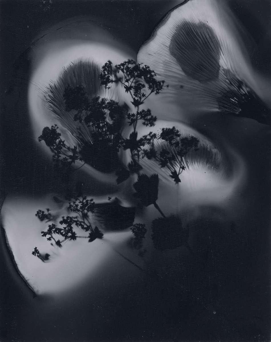 Alchemilla, i by Madge Evers, Image 2.