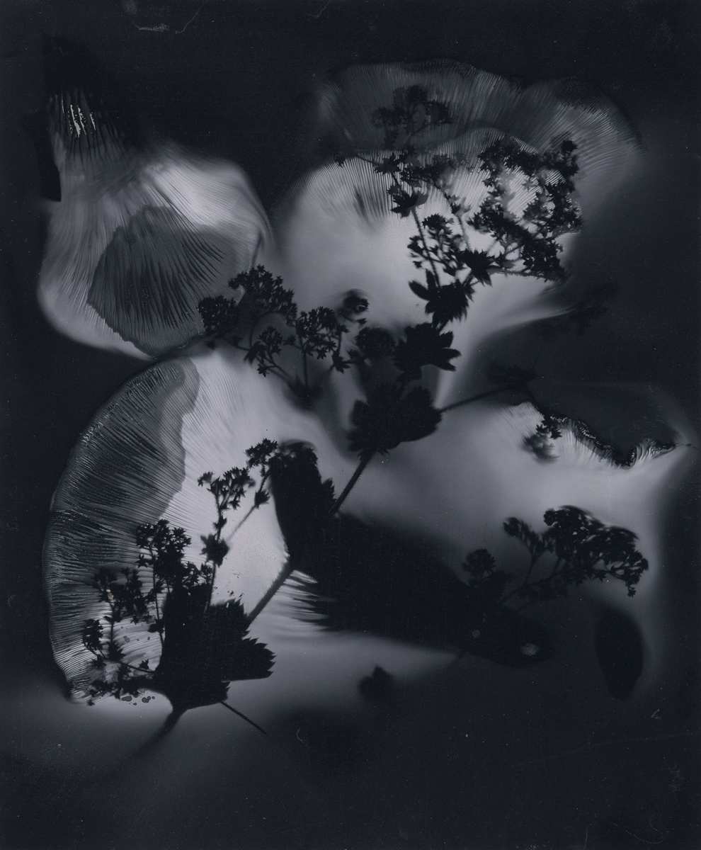 Alchemilla, ii by Madge Evers 