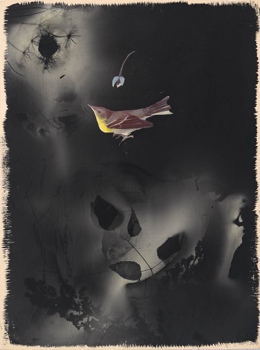 Pine Warbler by Madge Evers 