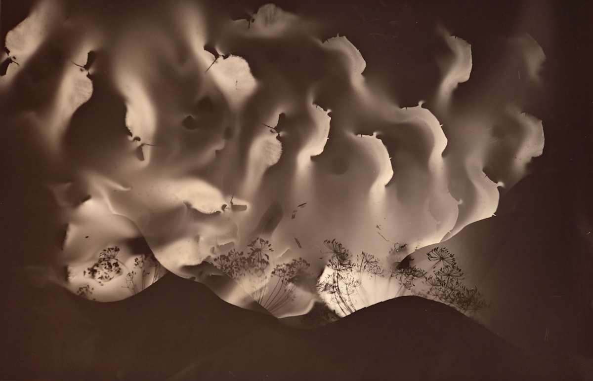 Umbels and Hills by Madge Evers 