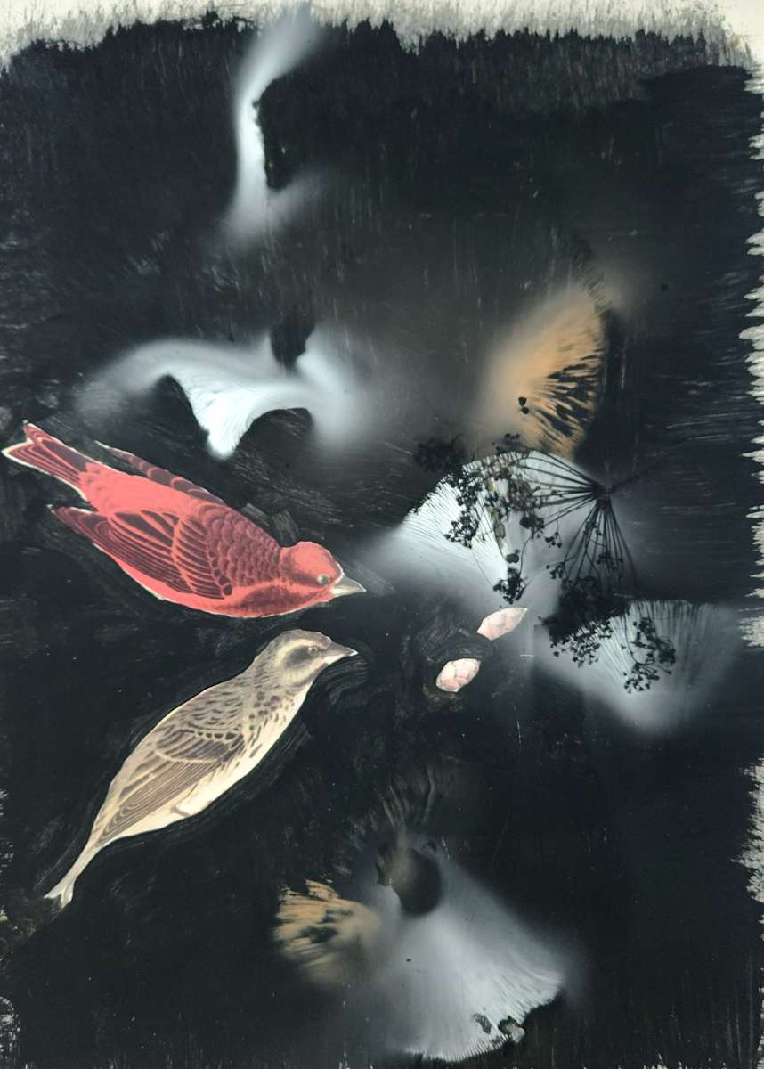 Purple Finch by Madge Evers 