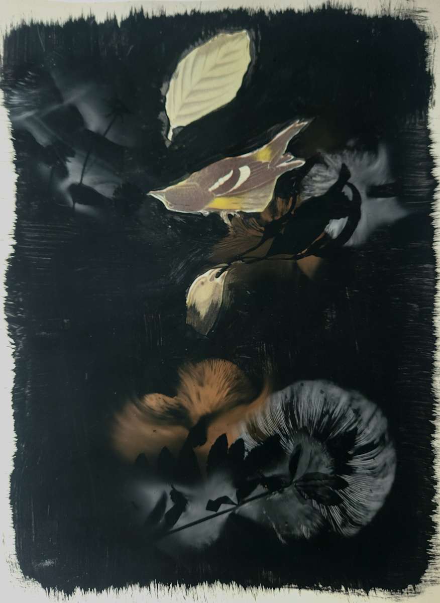 White-Winged Crossbill by Madge Evers 