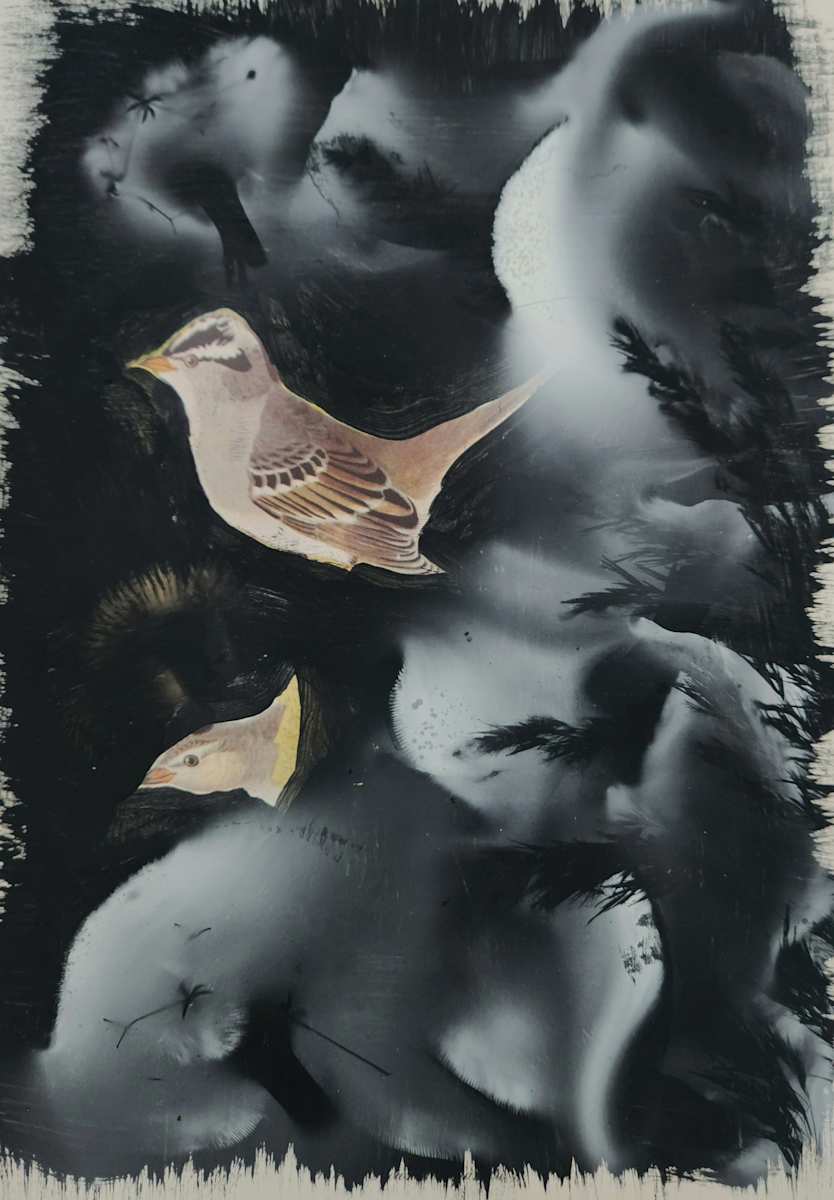 White Crowned Sparrow by Madge Evers 