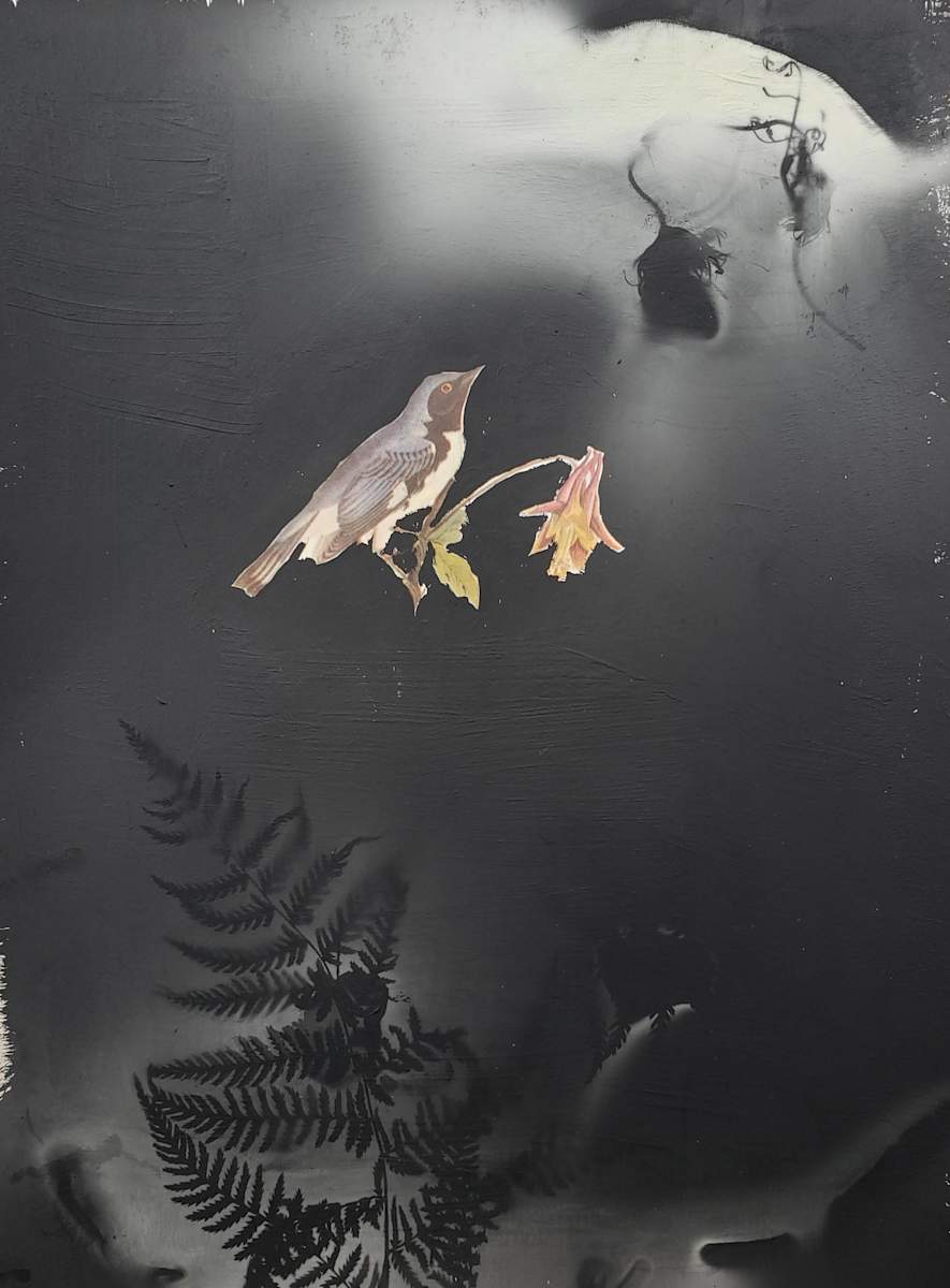 Black Throated Blue Warbler by Madge Evers 