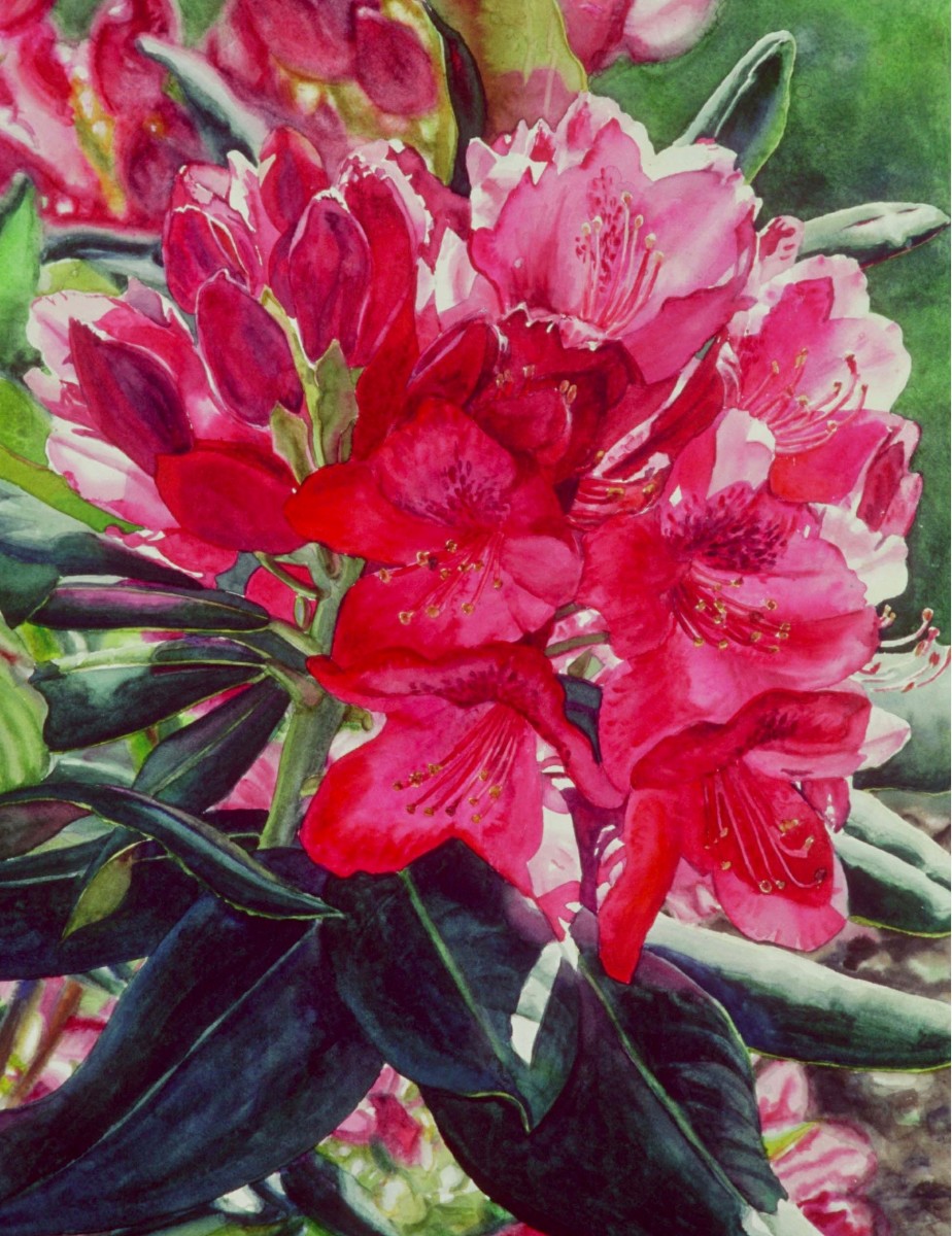 Rhodie by Marla Greenfield 