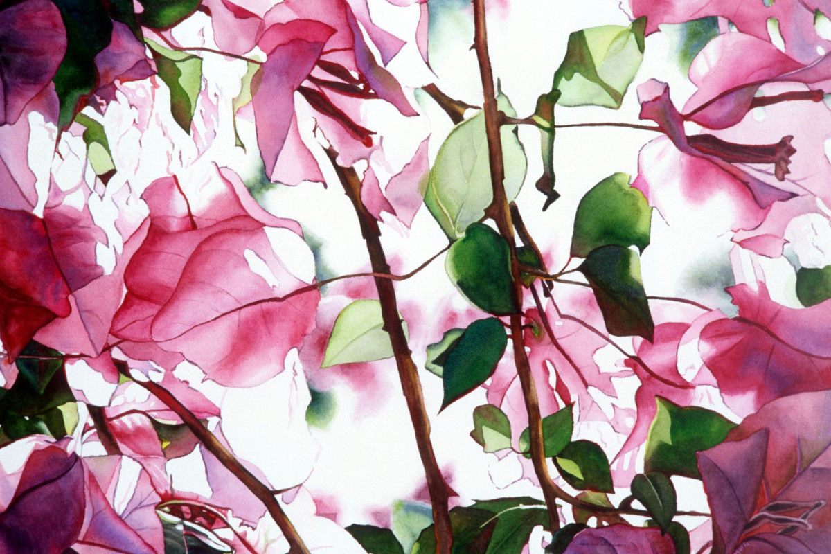 Bougainvillea by Marla Greenfield 