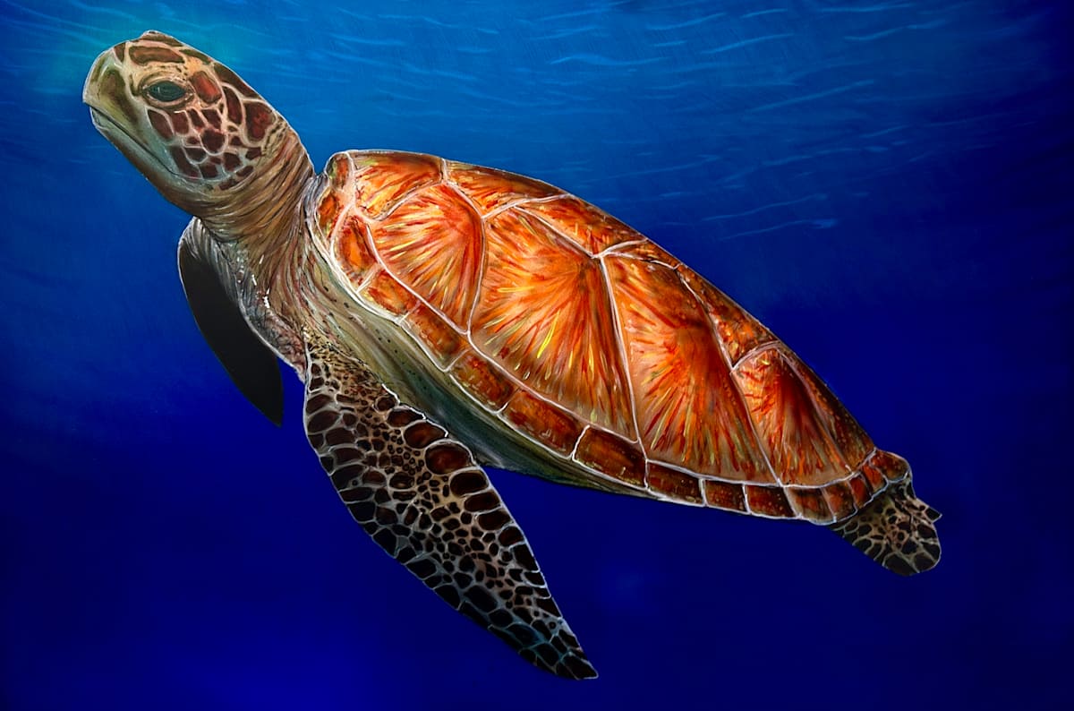 Fns friend 2 by James Norman Paukert  Image: Fin has many friends 