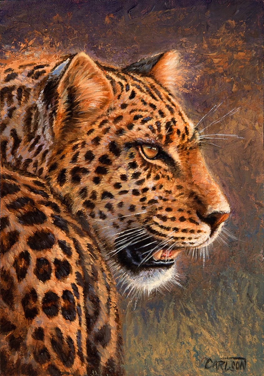 African Leopard 