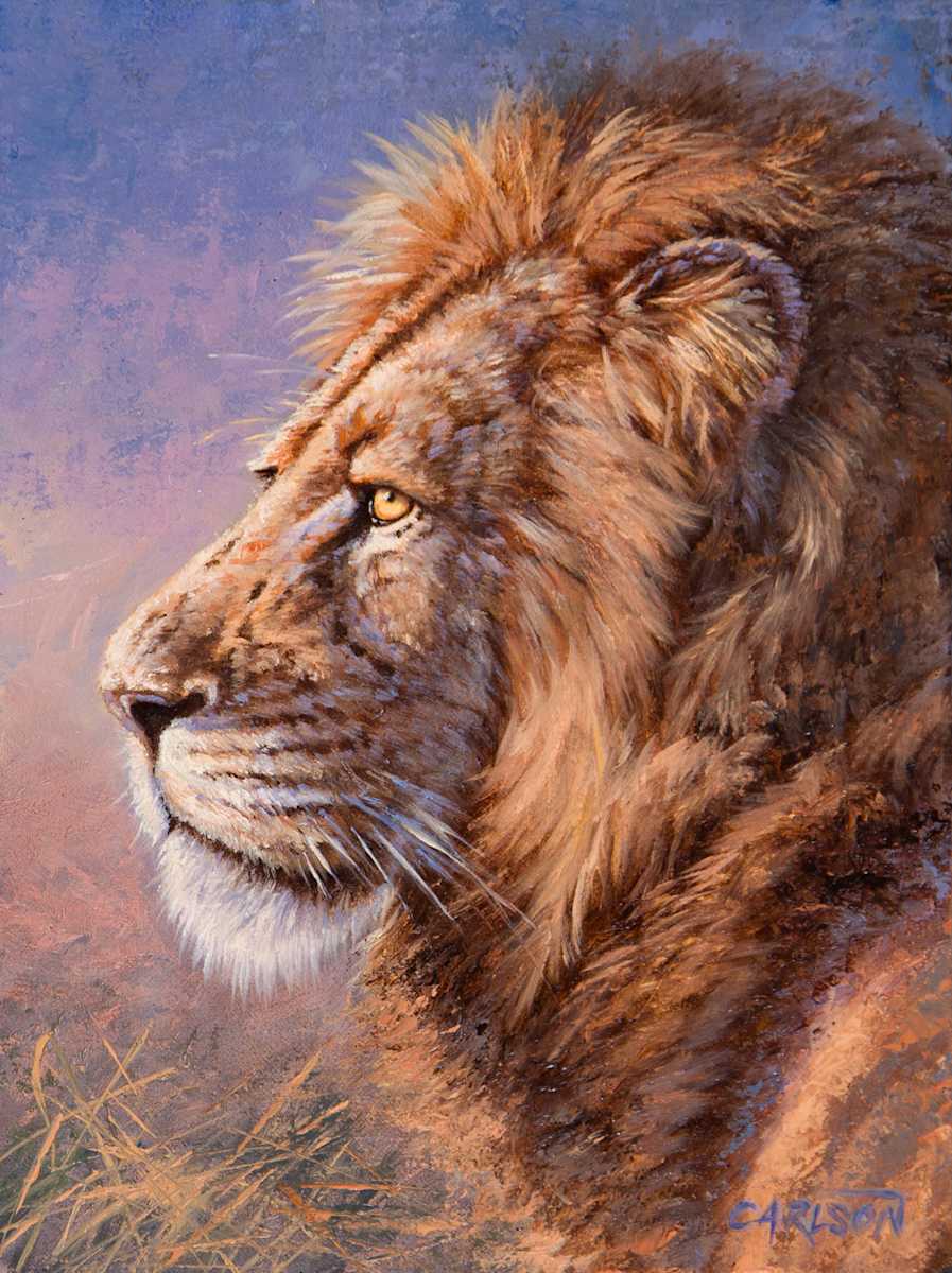 African Lion II by cory Carlson 