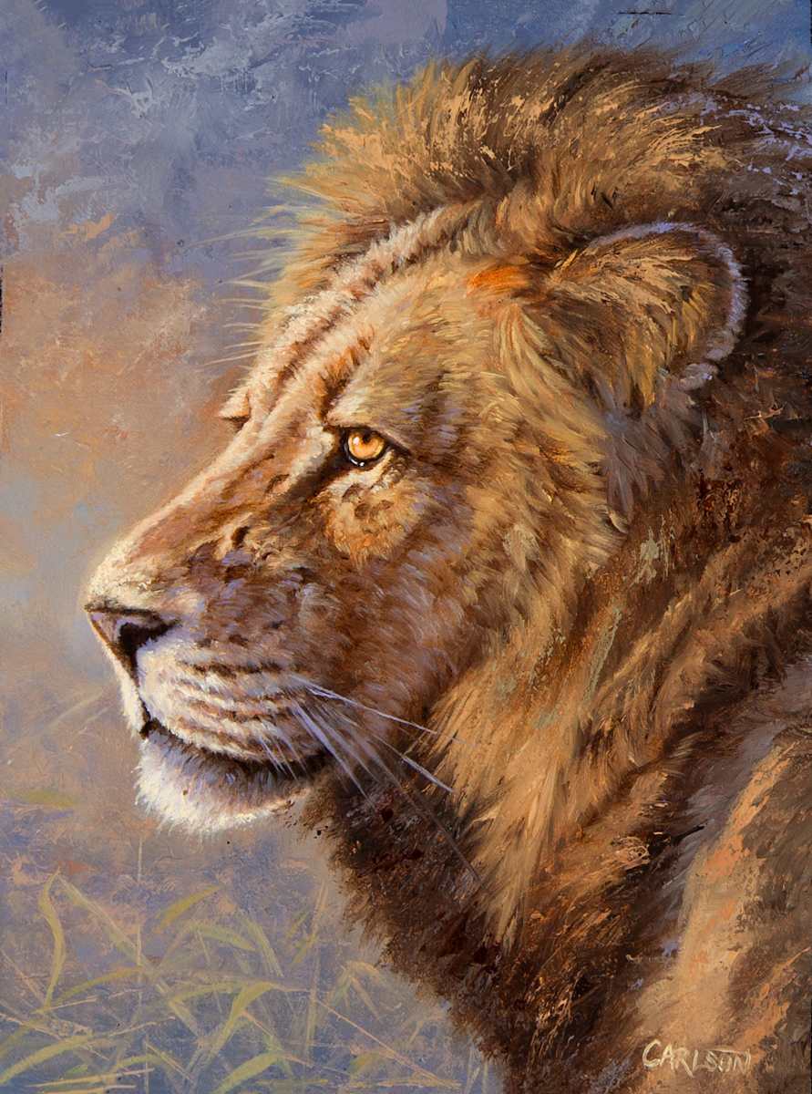 African Lion III by cory Carlson 