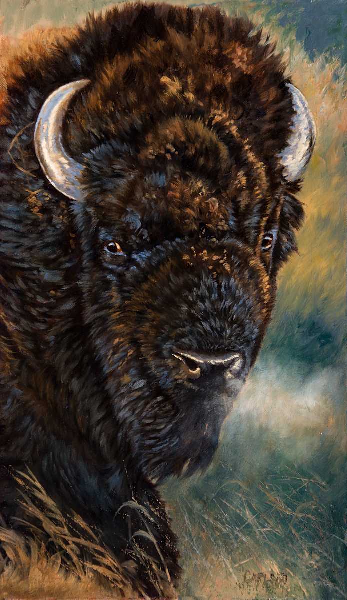 American Bison 