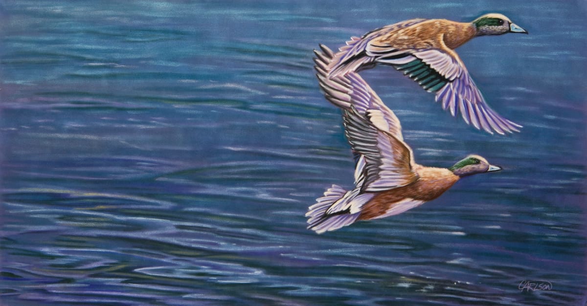 American Widgeons, Image 1.