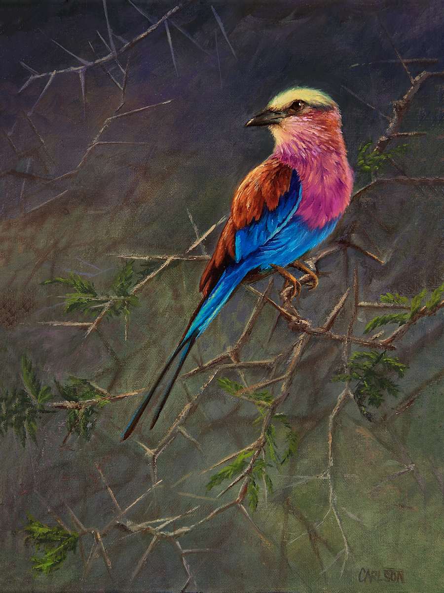 Among the Acacia 